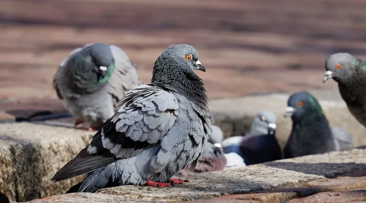 Pigeons nuisible