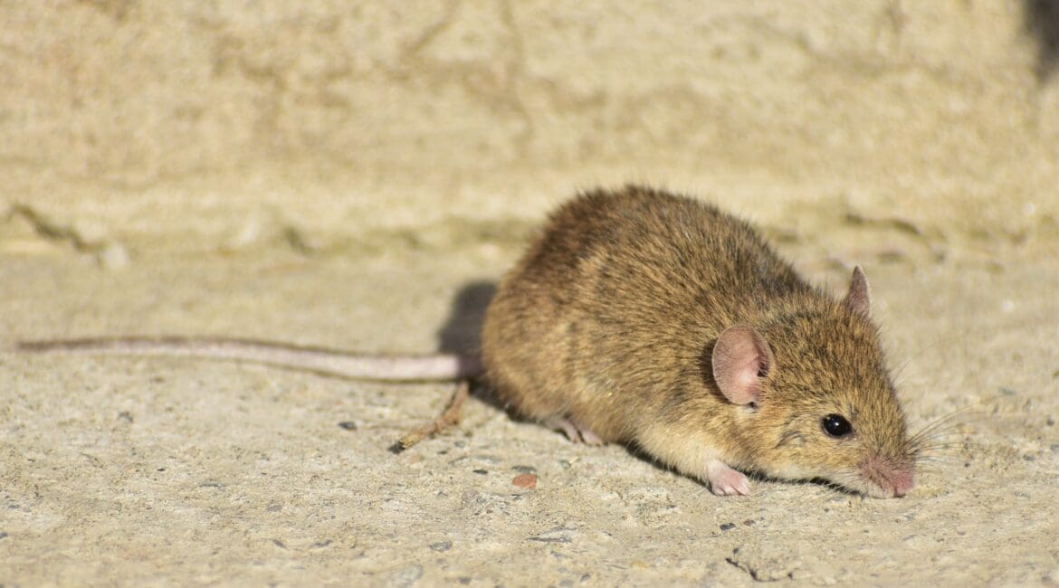 LA SOURIS - Mus Musculus
