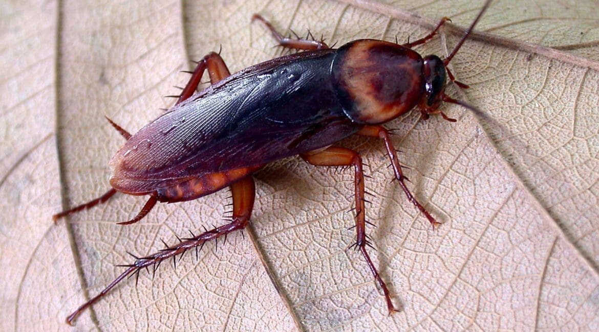 Blatte orientale