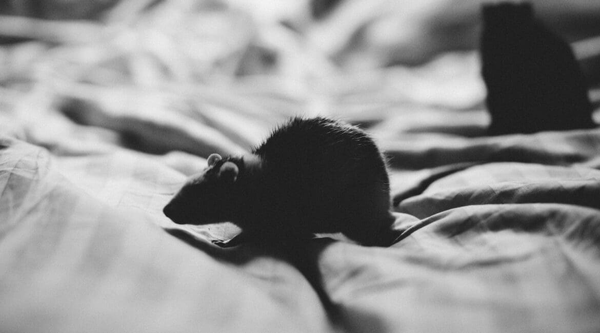 rat noir extermination