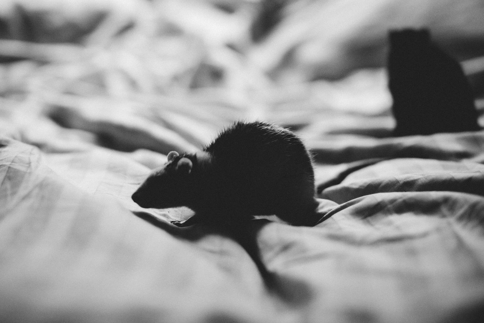 rat noir extermination