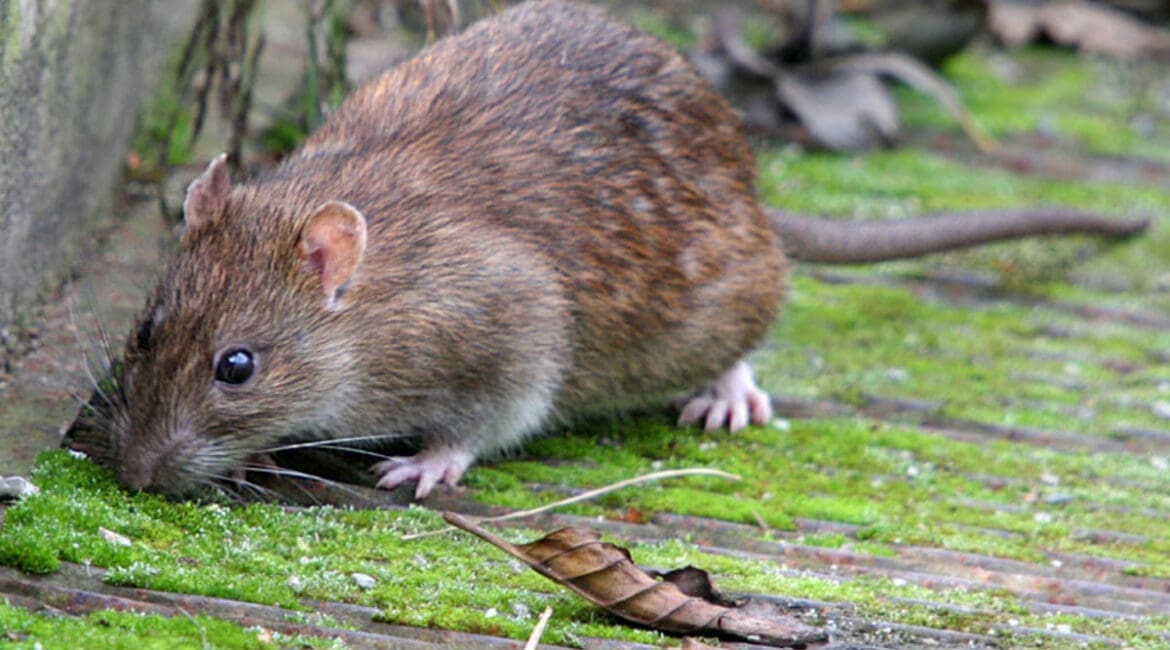 LE RAT BRUN - RATTUS NORVEGICUS