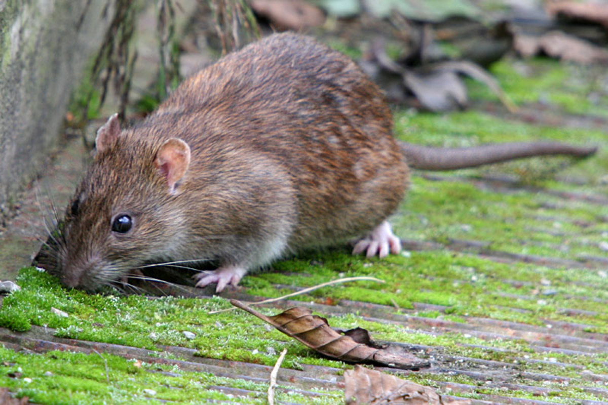 LE RAT BRUN - RATTUS NORVEGICUS