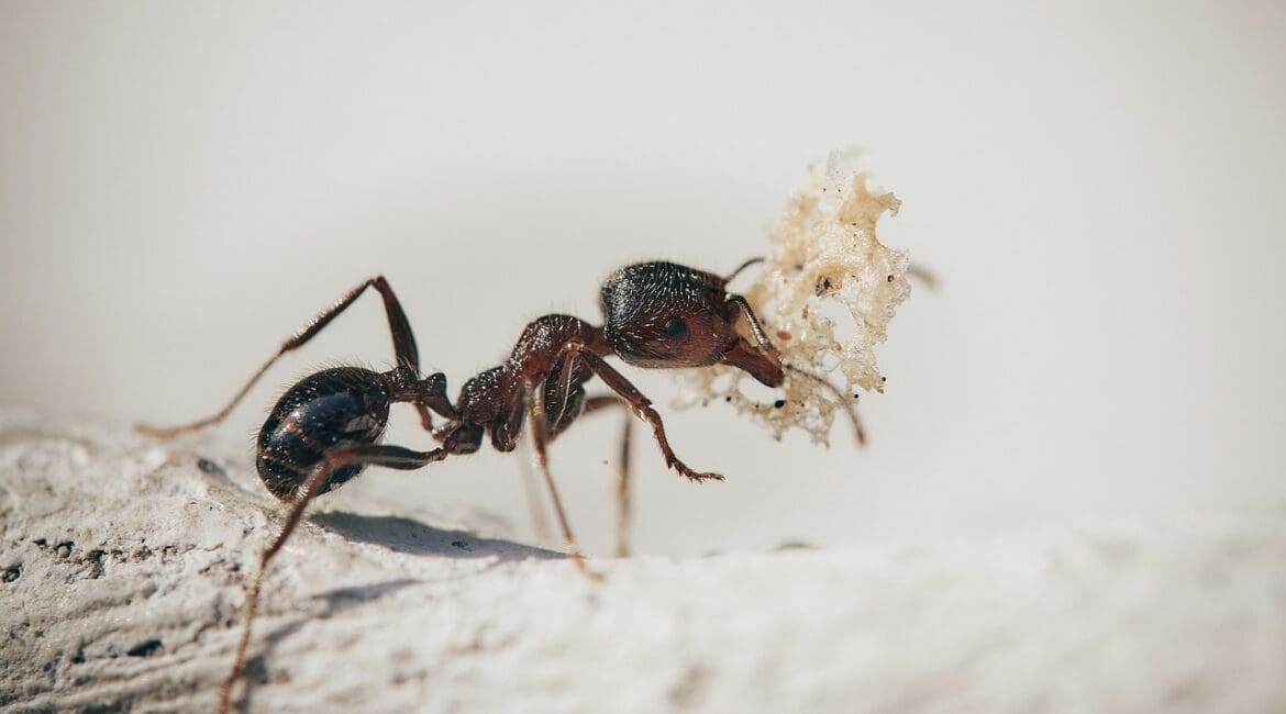désinsectisation fourmis