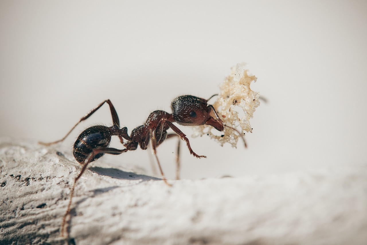 désinsectisation fourmis